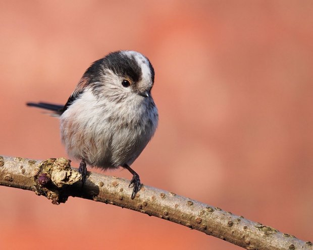 February 2018 - Rye Harbour Nature Reserve Sightings